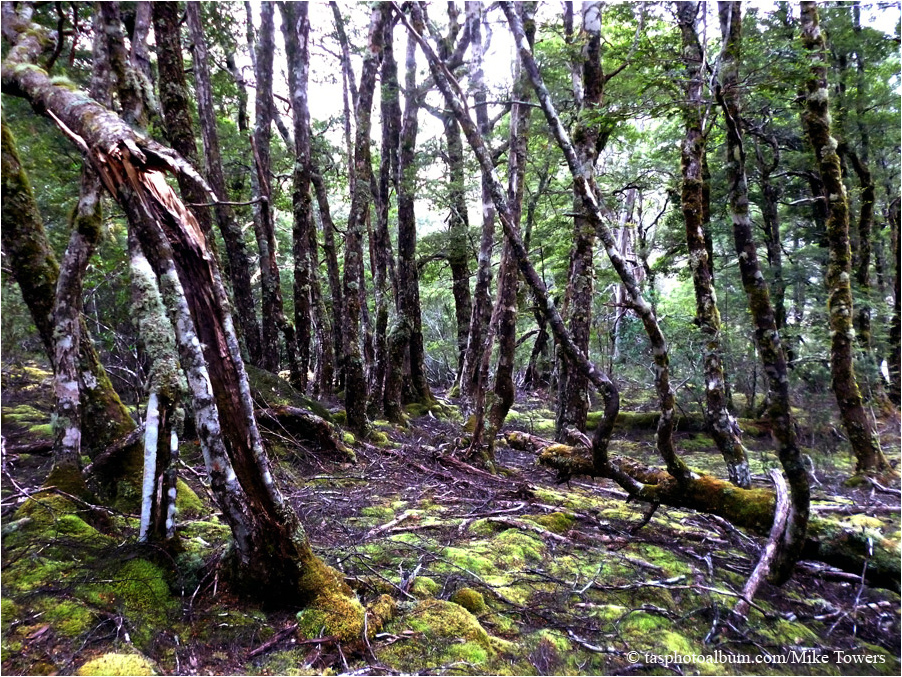 Moses Creek Track